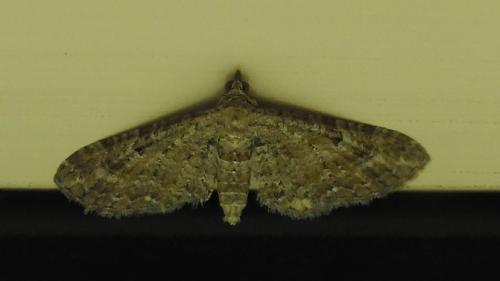 Eupithecia millefoliata